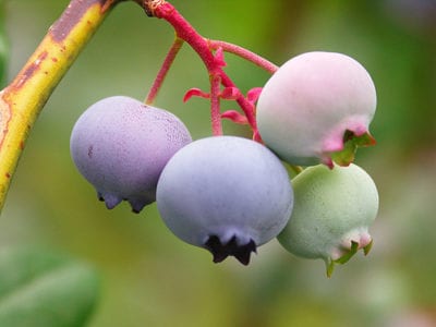 blueberry caipiroska